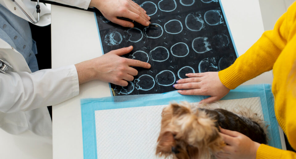 How Pets Help Reduce Stress: The Science Behind Animal Companionship